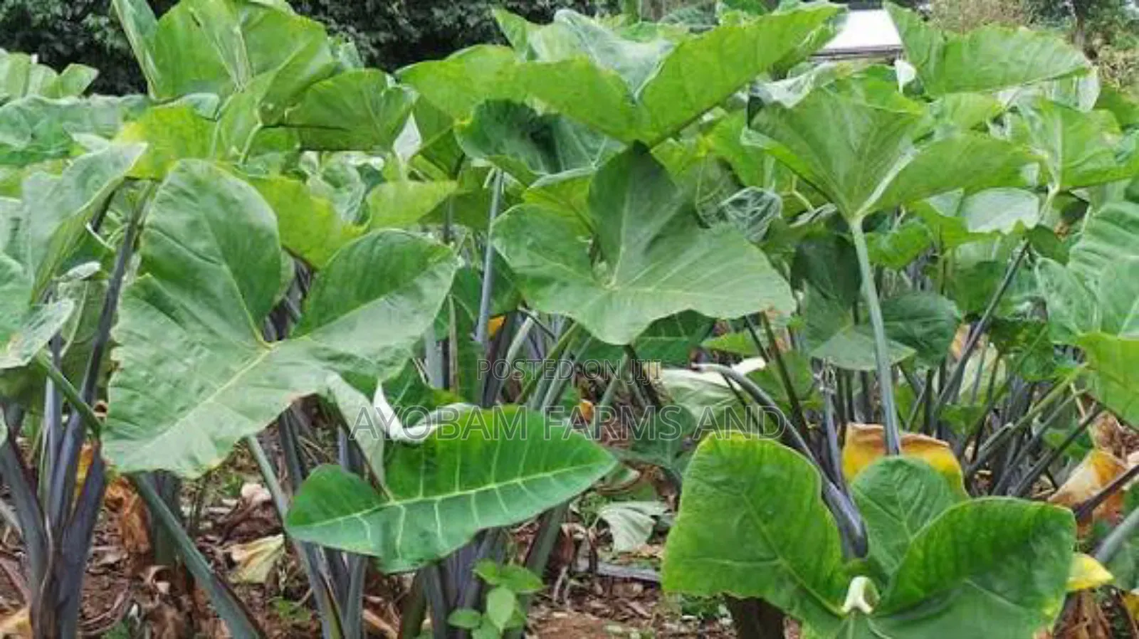 Cocoyam Suckers Is Available for Sale