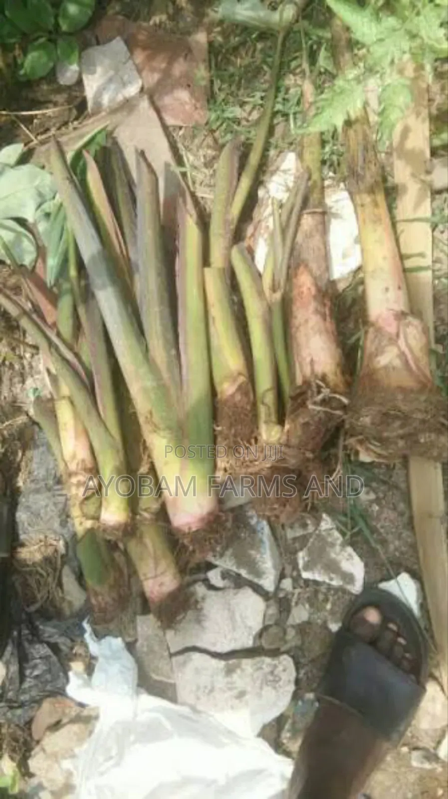 Cocoyam Suckers Is Available for Sale