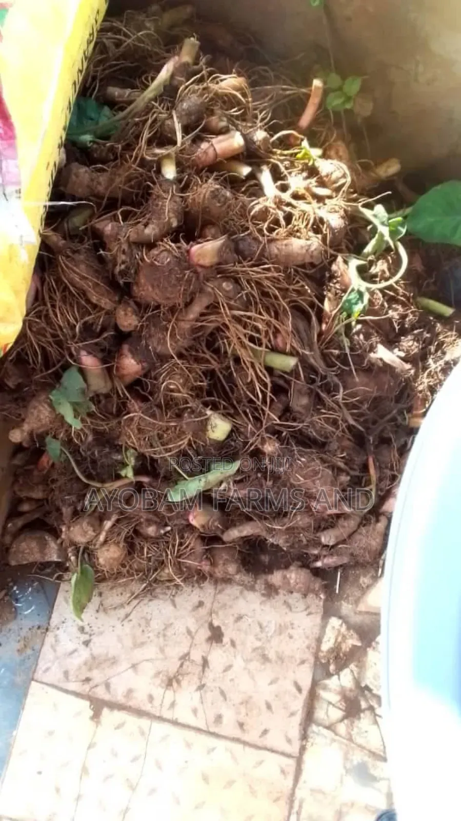 Cocoyam Suckers Is Available for Sale