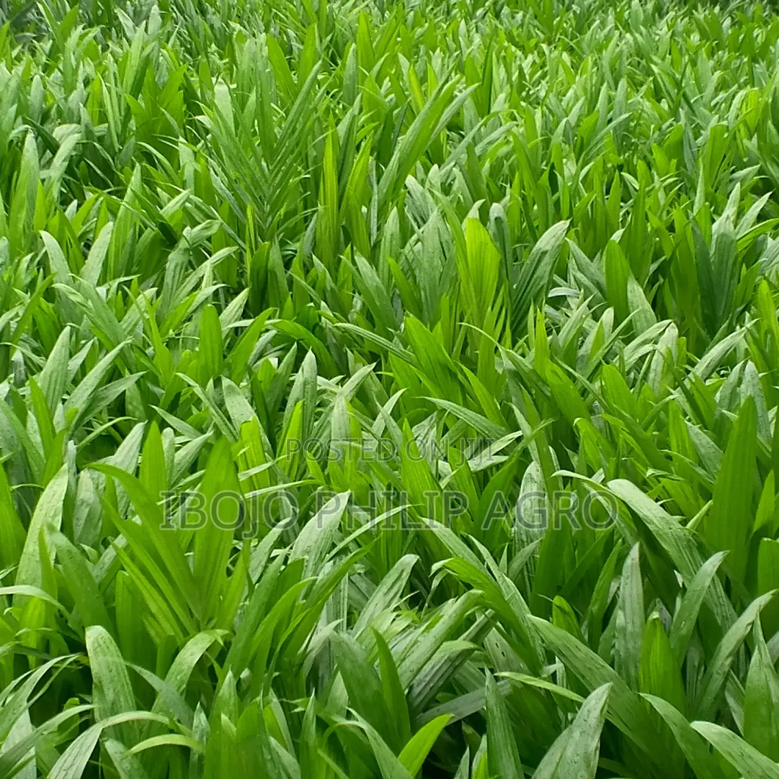 Hybrid Palm Seedlings, Sprouted Seed, Coconut