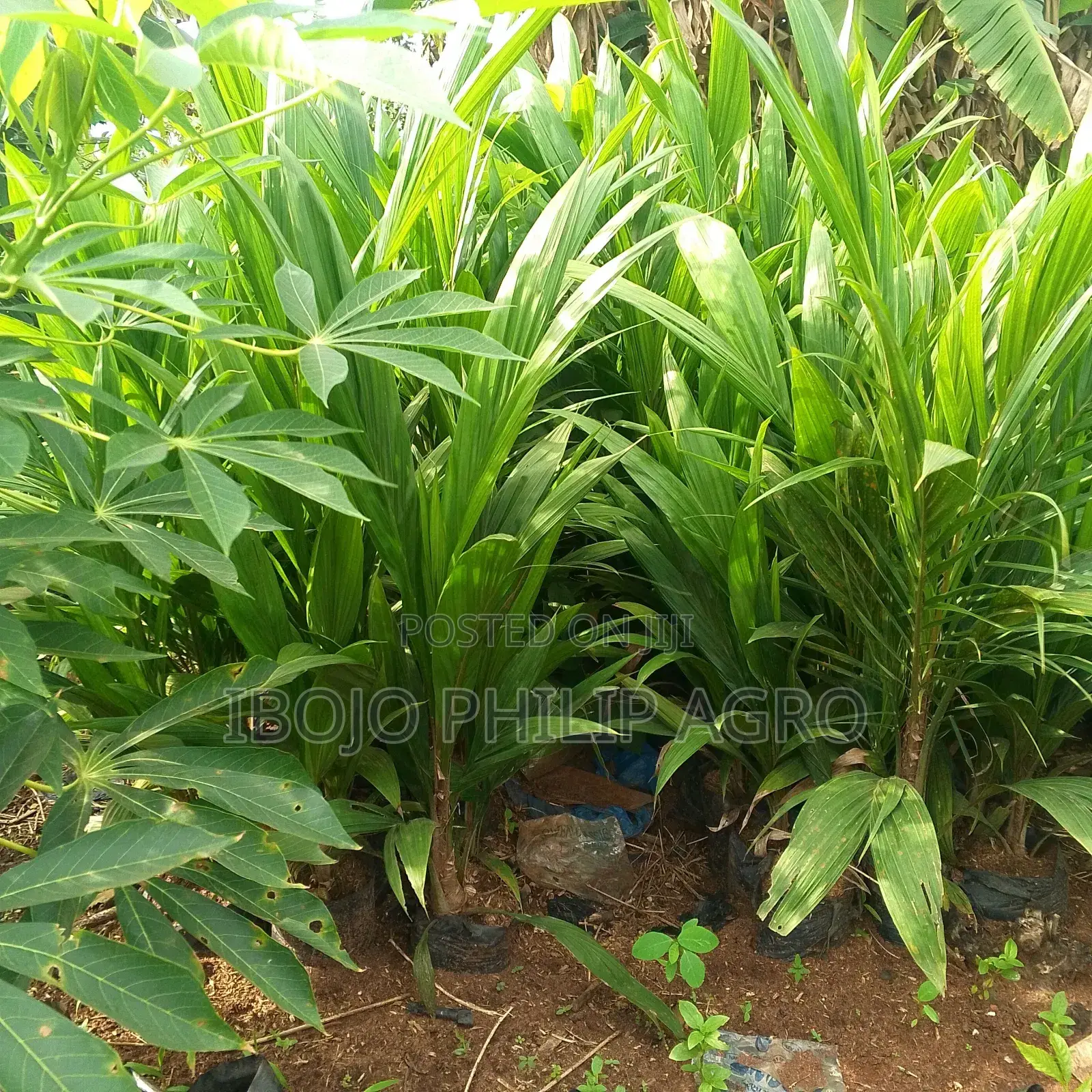 Hybrid Palm Seedlings, Sprouted Seed, Coconut