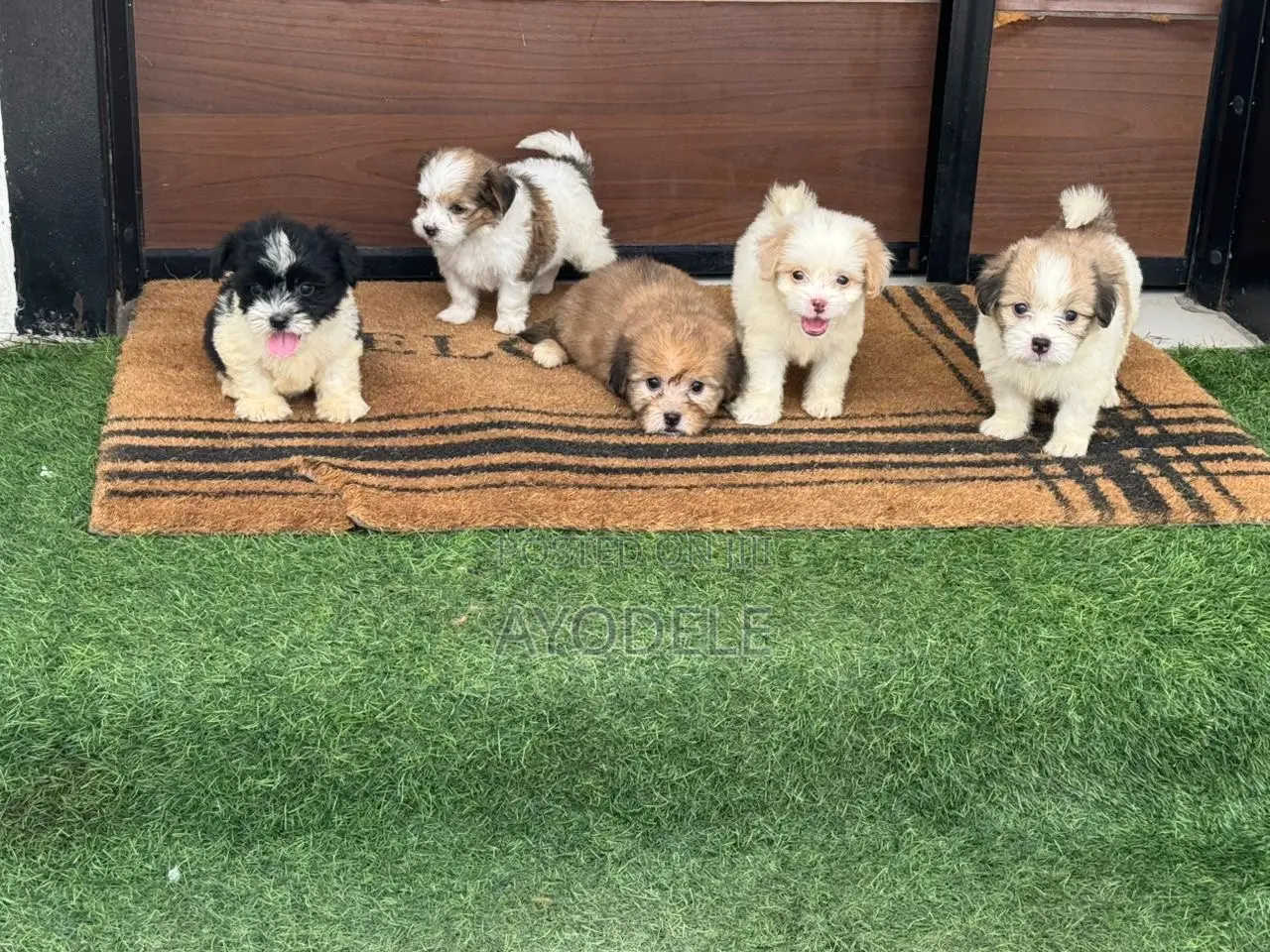 1-3 months Female Purebred Lhasa Apso