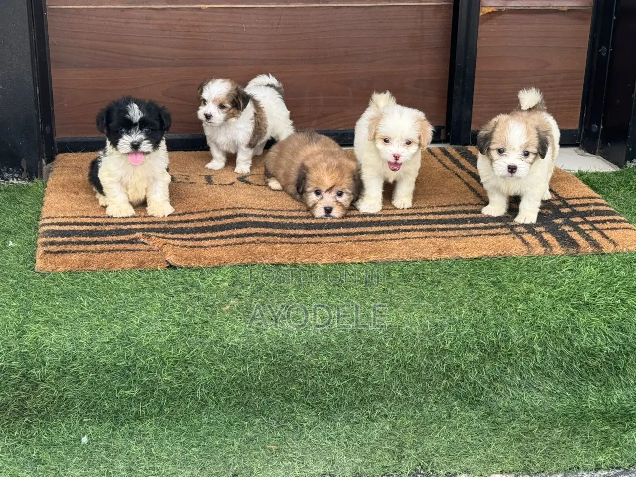 1-3 months Female Purebred Lhasa Apso