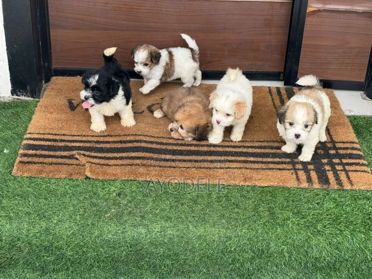 1-3 months Female Purebred Lhasa Apso
