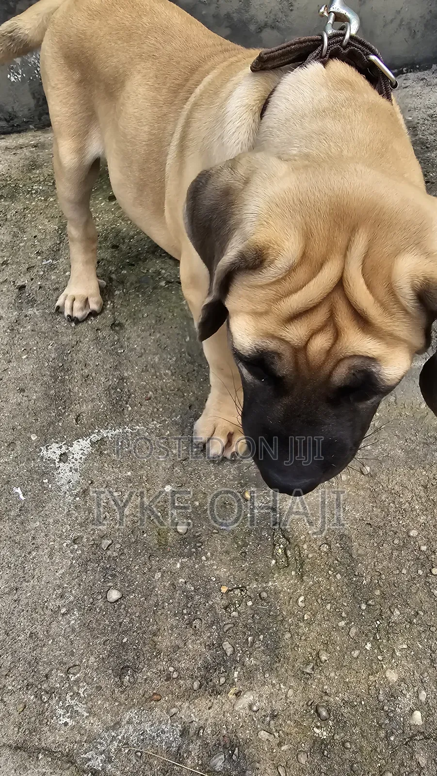 3-6 months Male Purebred Bullmastiff
