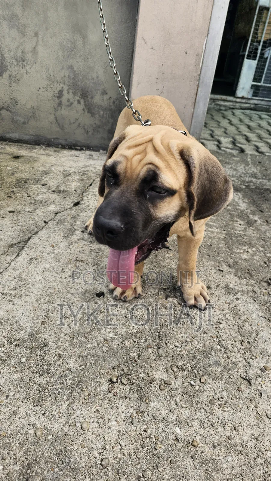 3-6 months Male Purebred Bullmastiff