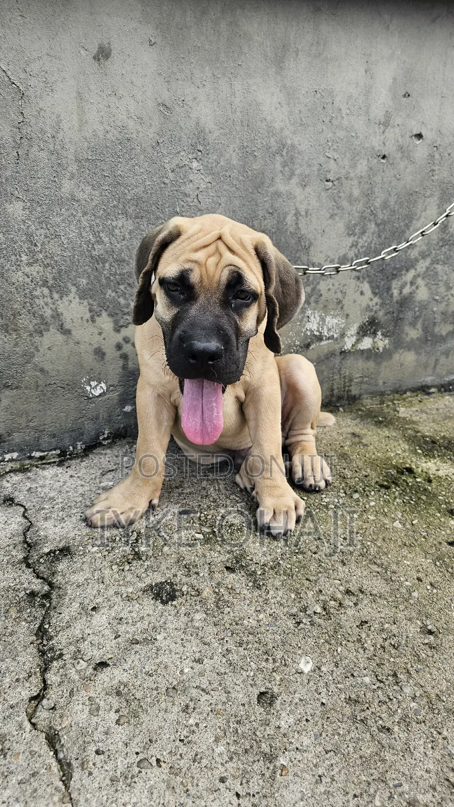 3-6 months Male Purebred Bullmastiff