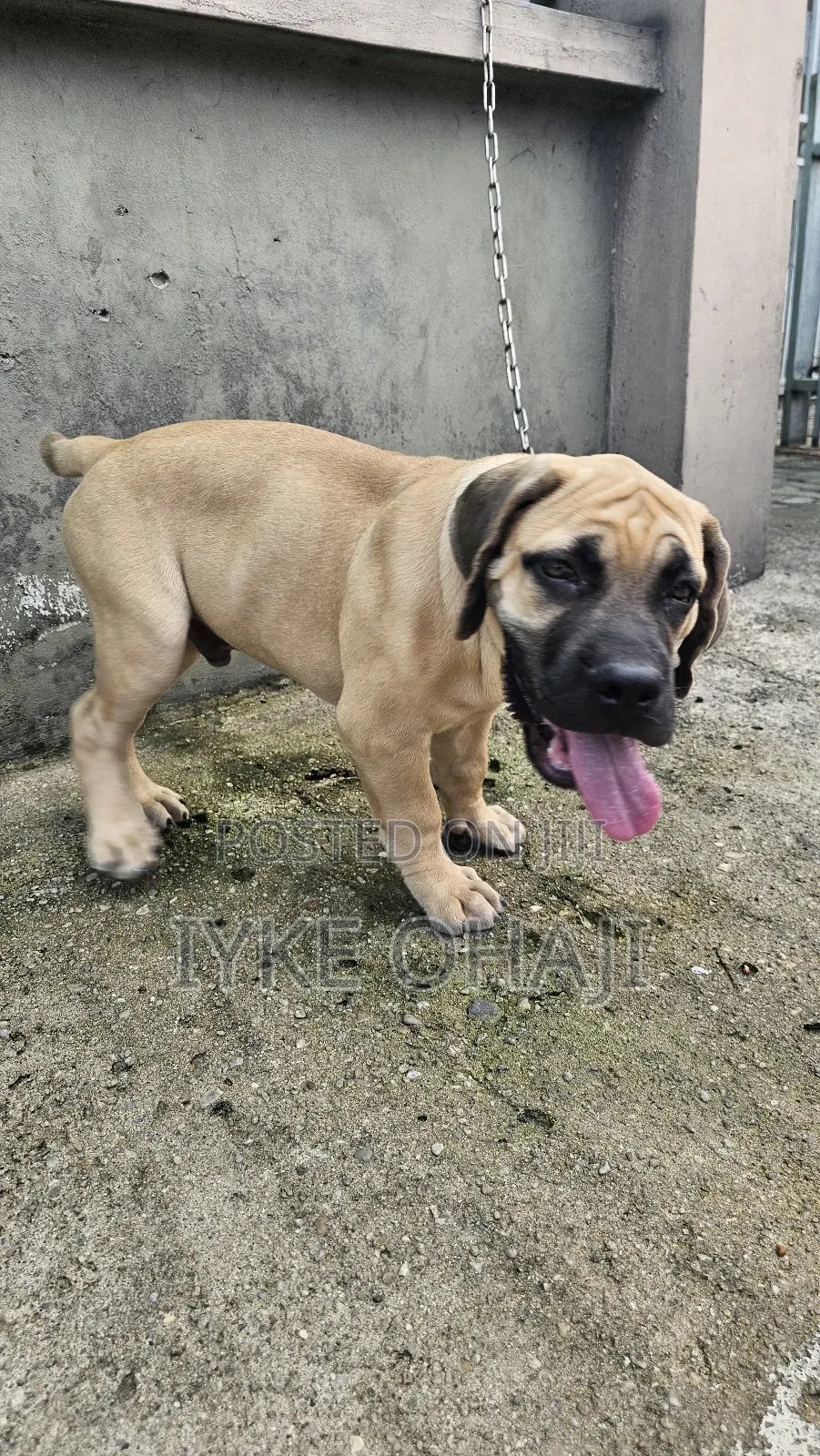 3-6 months Male Purebred Bullmastiff