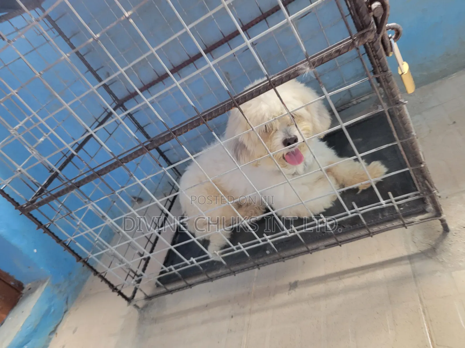 1+ year Male Purebred Lhasa Apso