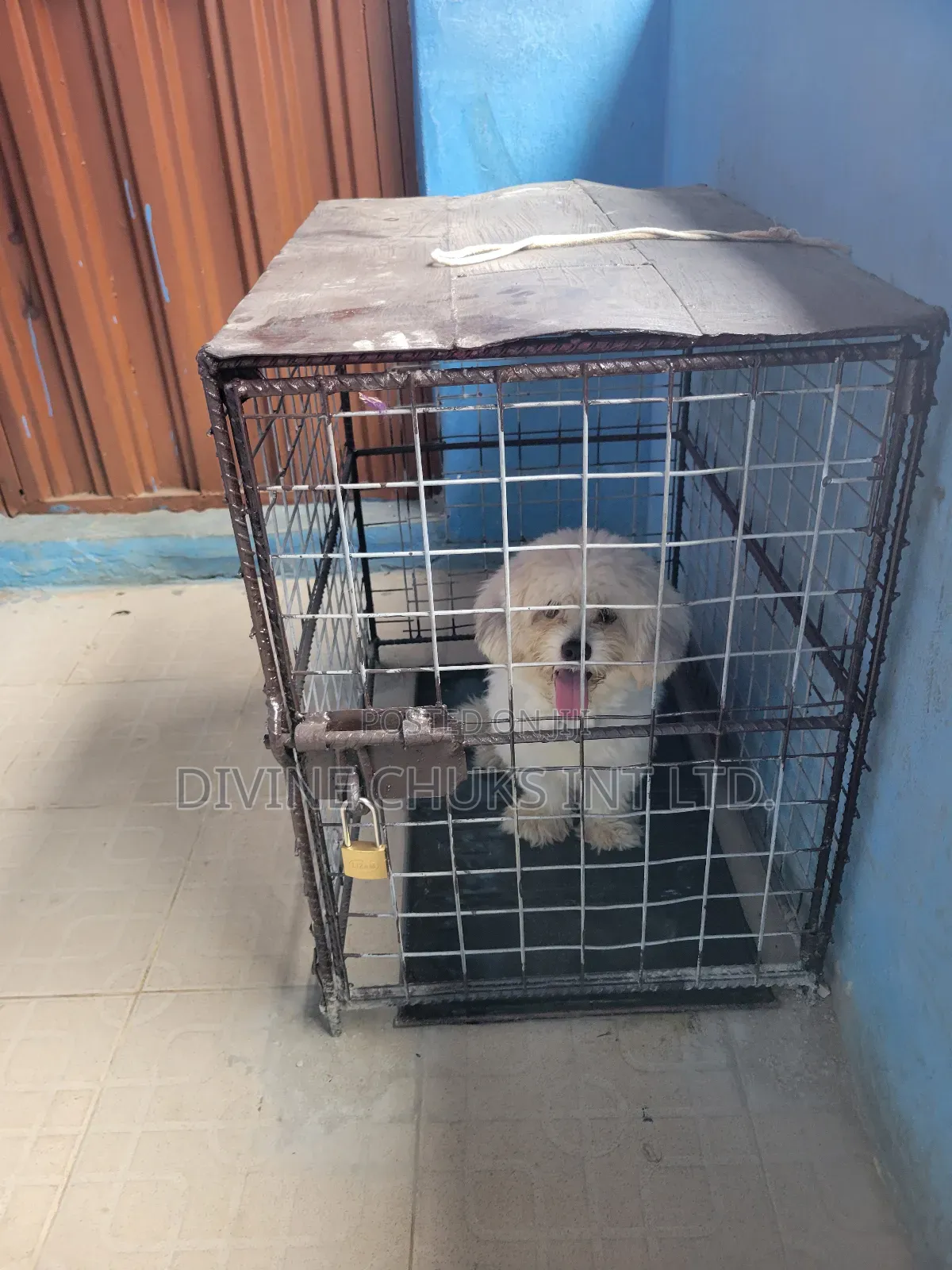 1+ year Male Purebred Lhasa Apso