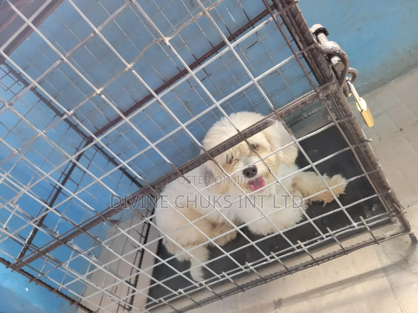 1+ year Male Purebred Lhasa Apso