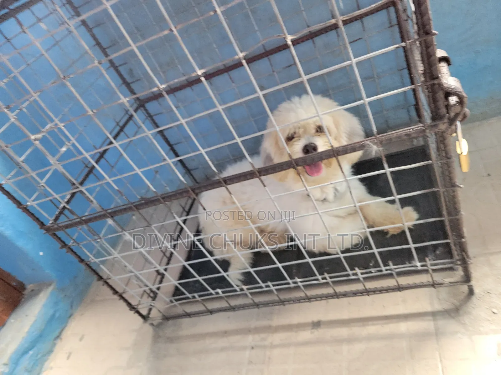 1+ year Male Purebred Lhasa Apso