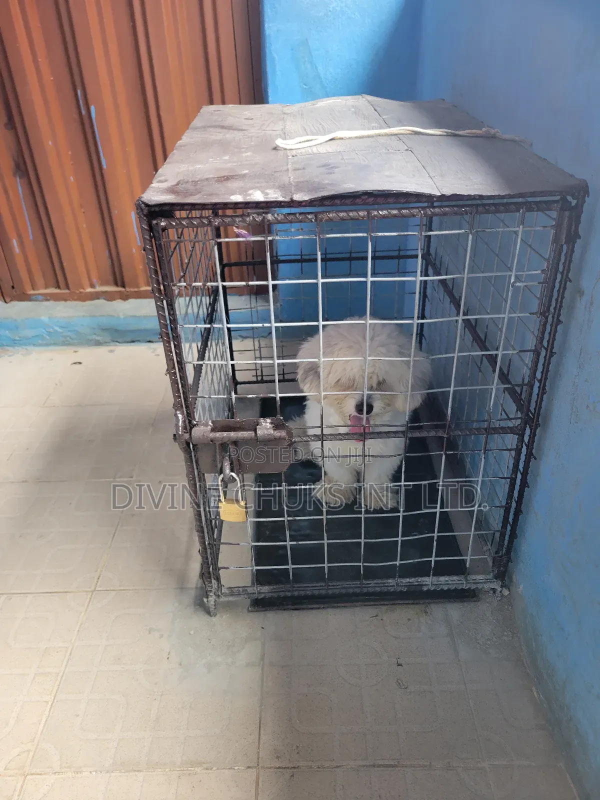 1+ year Male Purebred Lhasa Apso