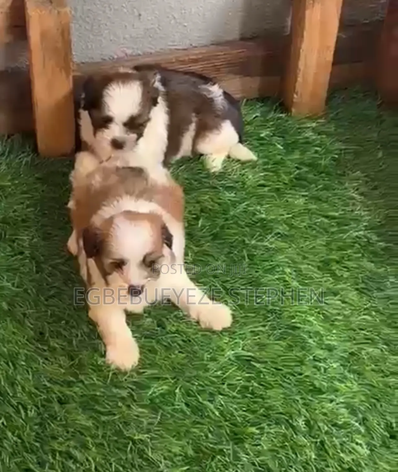 1-3 months Male Purebred Lhasa Apso
