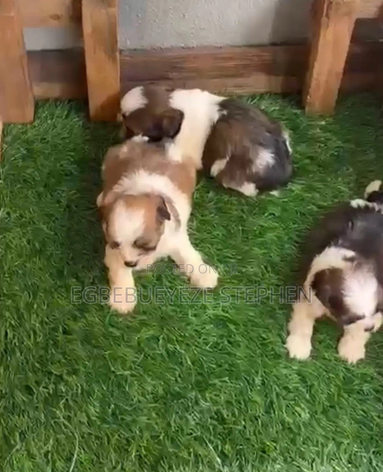 1-3 months Male Purebred Lhasa Apso