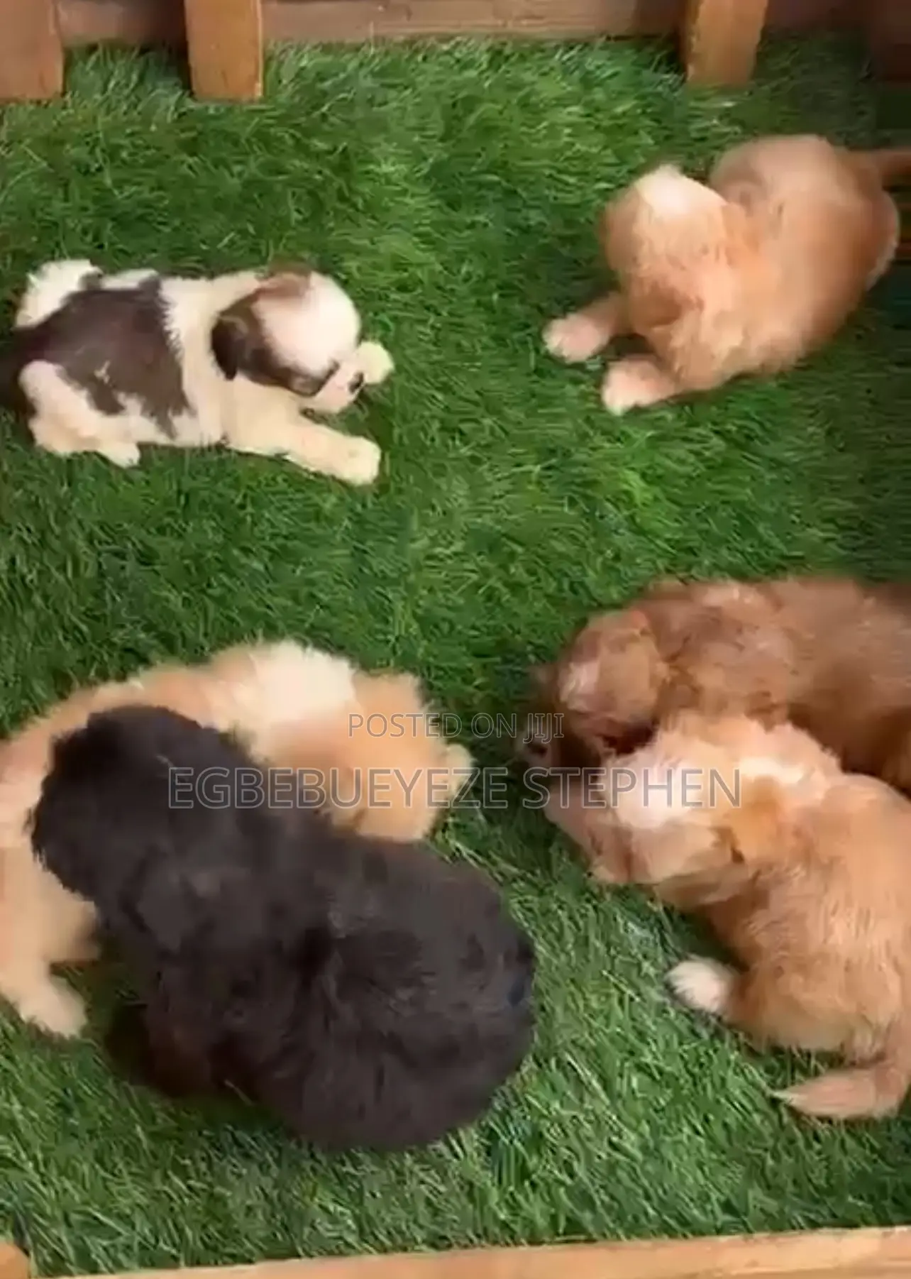 1-3 months Female Purebred Lhasa Apso