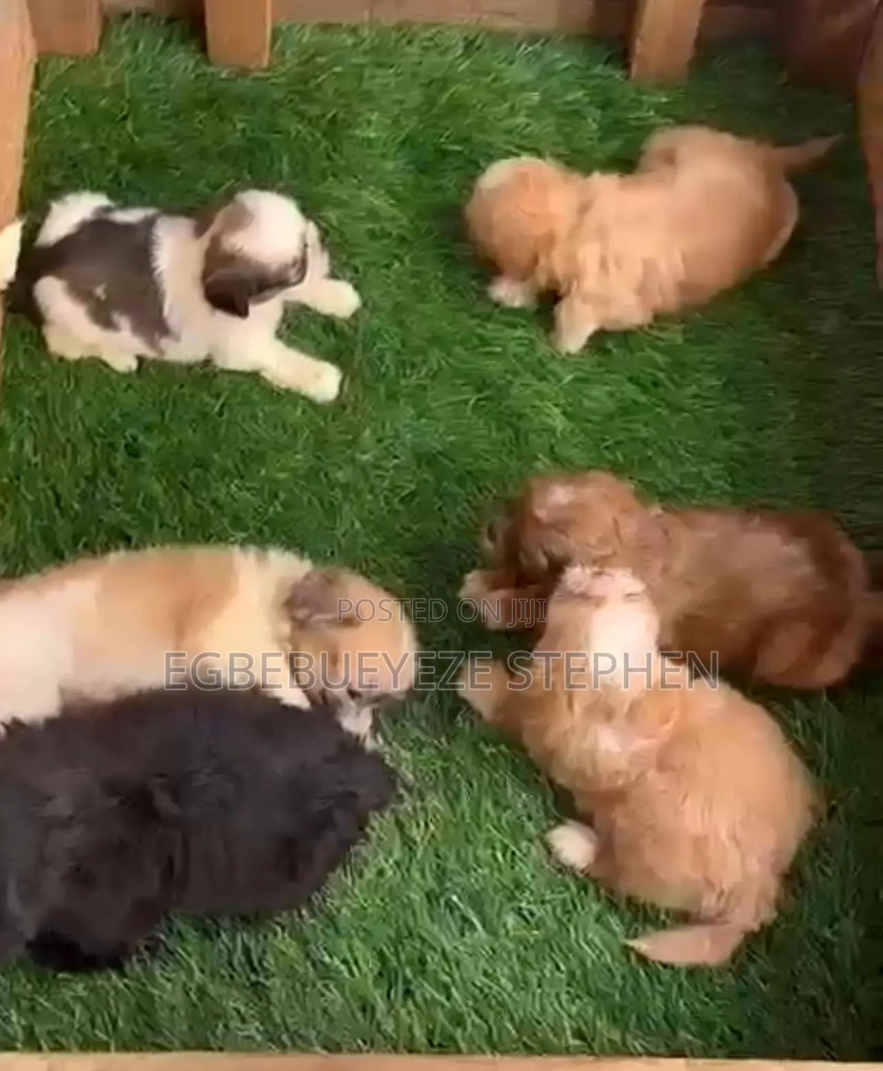 1-3 months Female Purebred Lhasa Apso