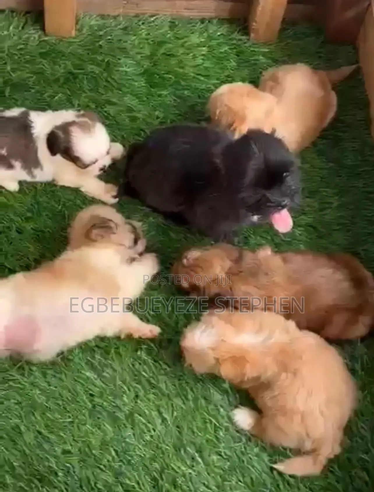 1-3 months Female Purebred Lhasa Apso
