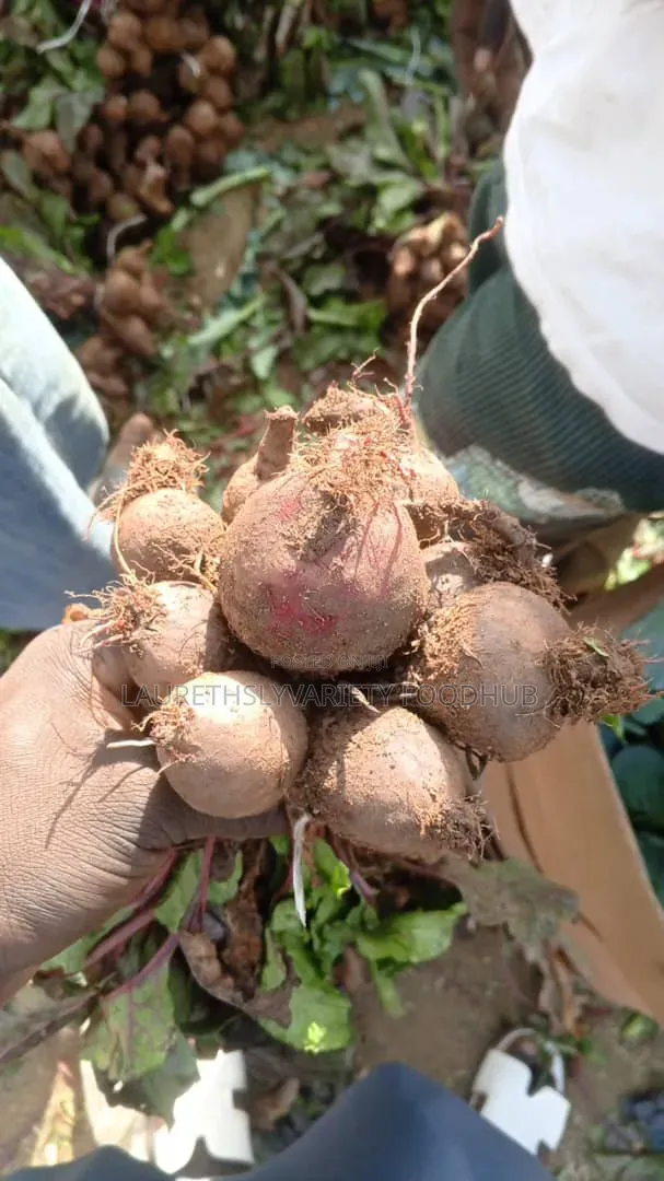 Buy Fresh Beetroot Beetroot Powder in Bulk Retail