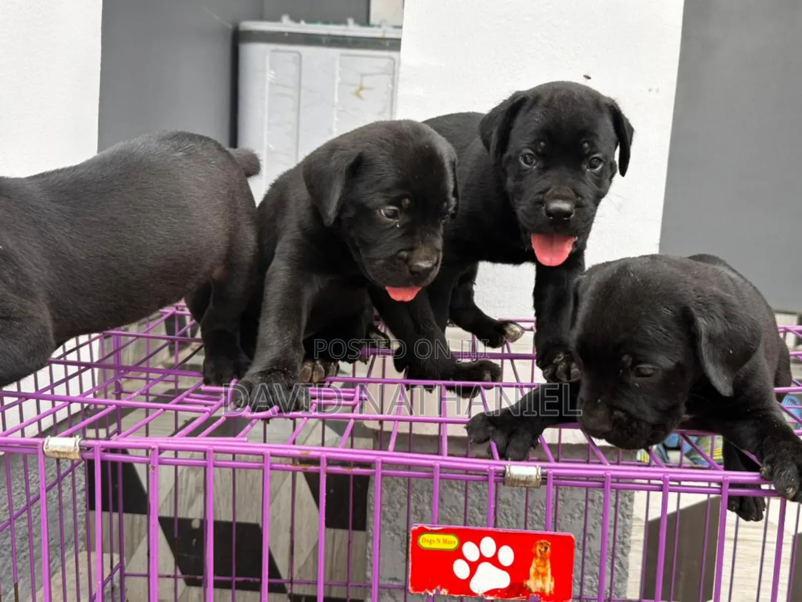 1-3 months Female Purebred Cane Corso
