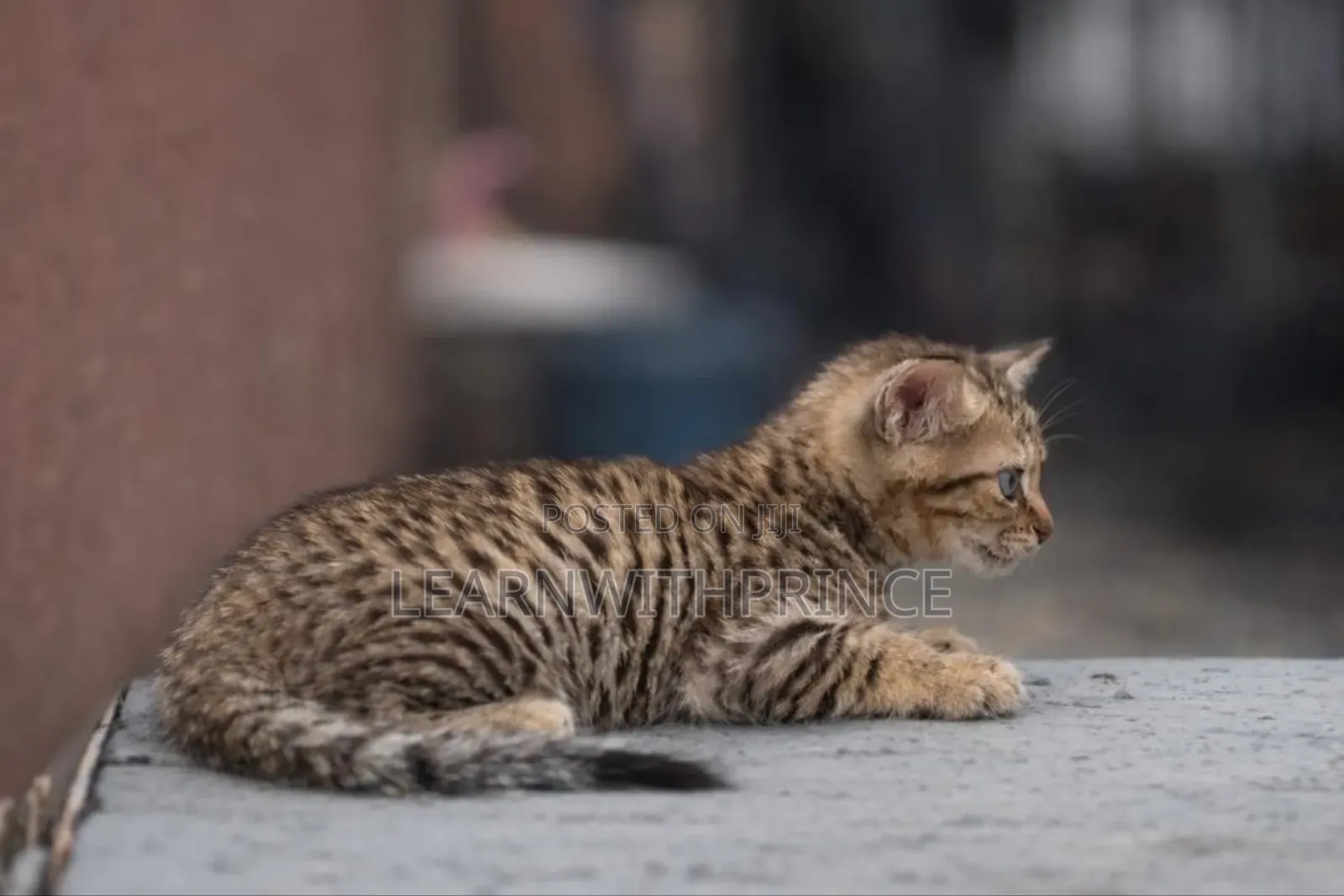 1-3 months Male Purebred Savannah