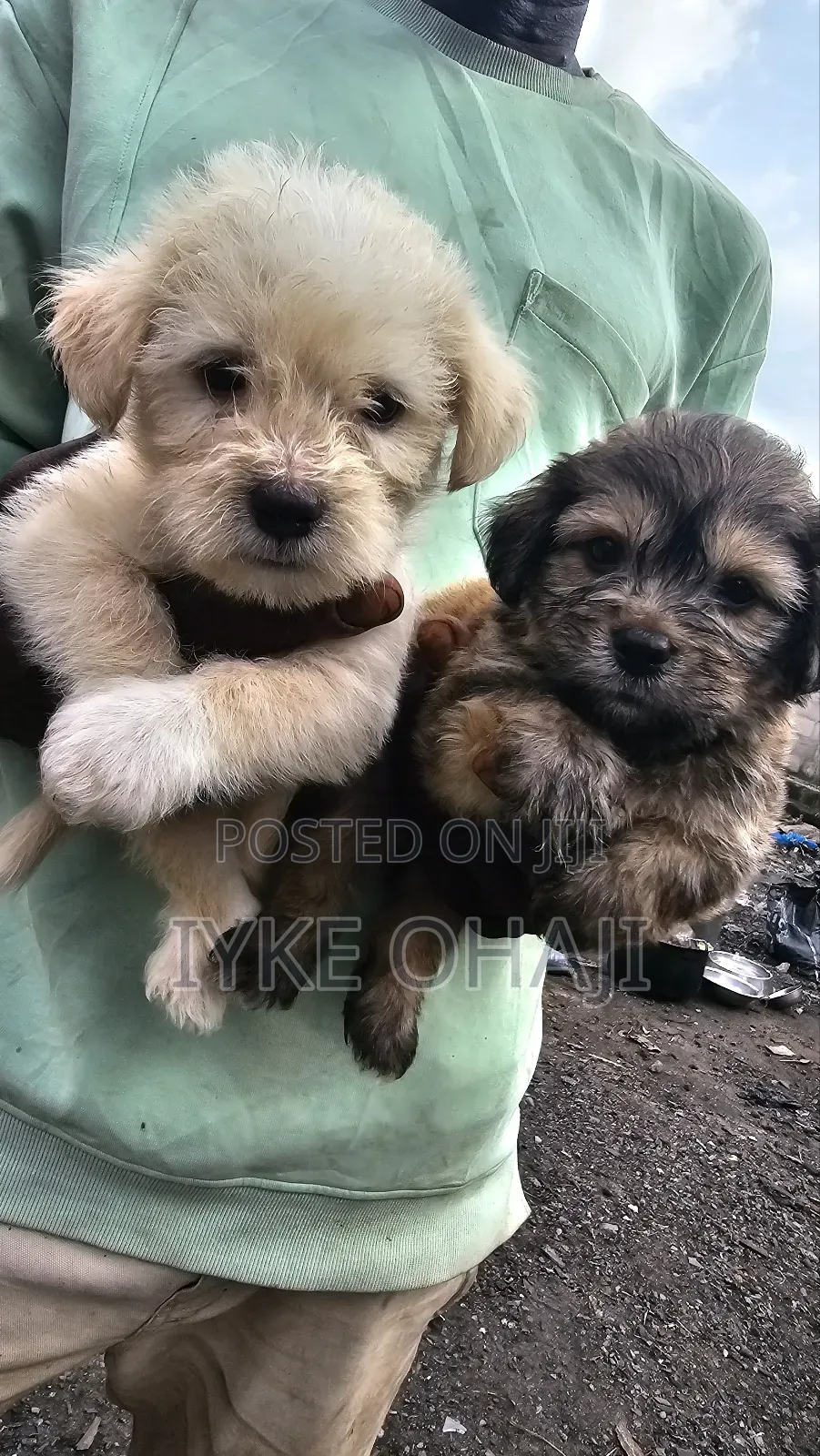 1-3 months Male Purebred Lhasa Apso