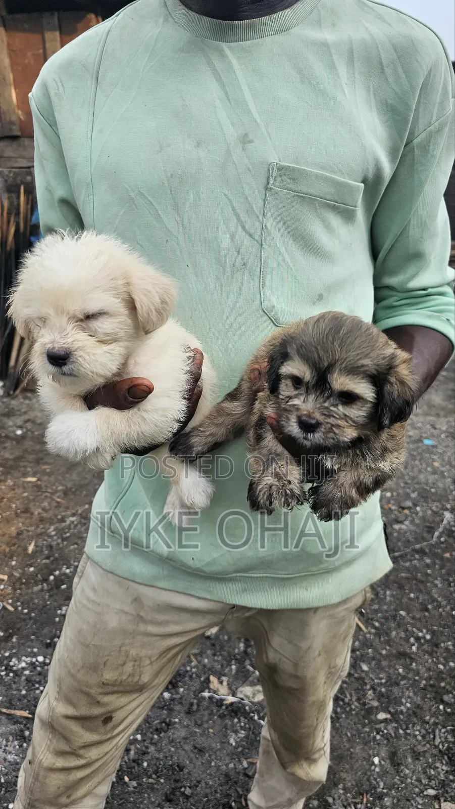 1-3 months Male Purebred Lhasa Apso