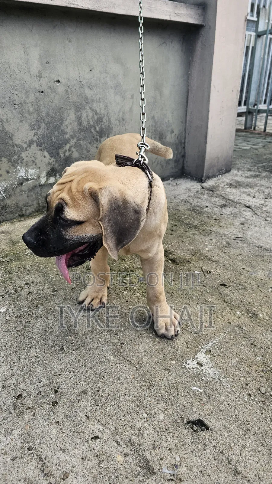 1-3 months Male Purebred Boerboel