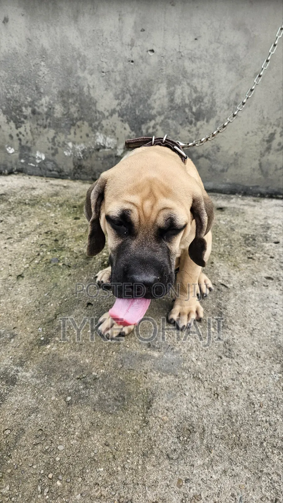 1-3 months Male Purebred Boerboel