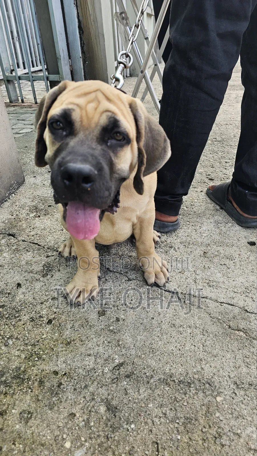 1-3 months Male Purebred Boerboel