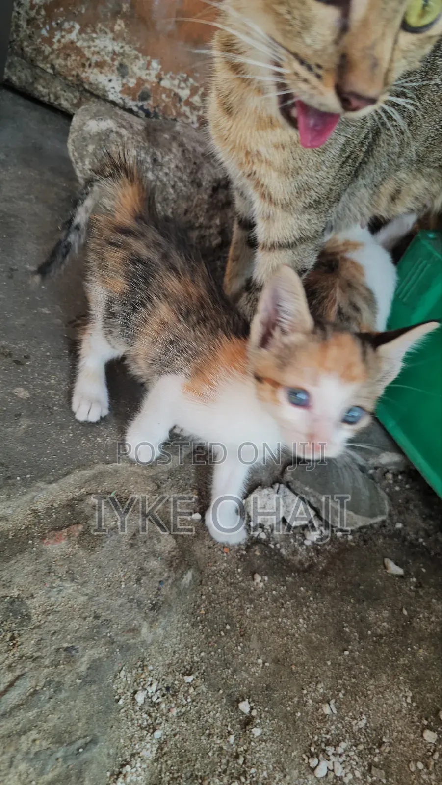 1-3 months Female Purebred American Shorthair
