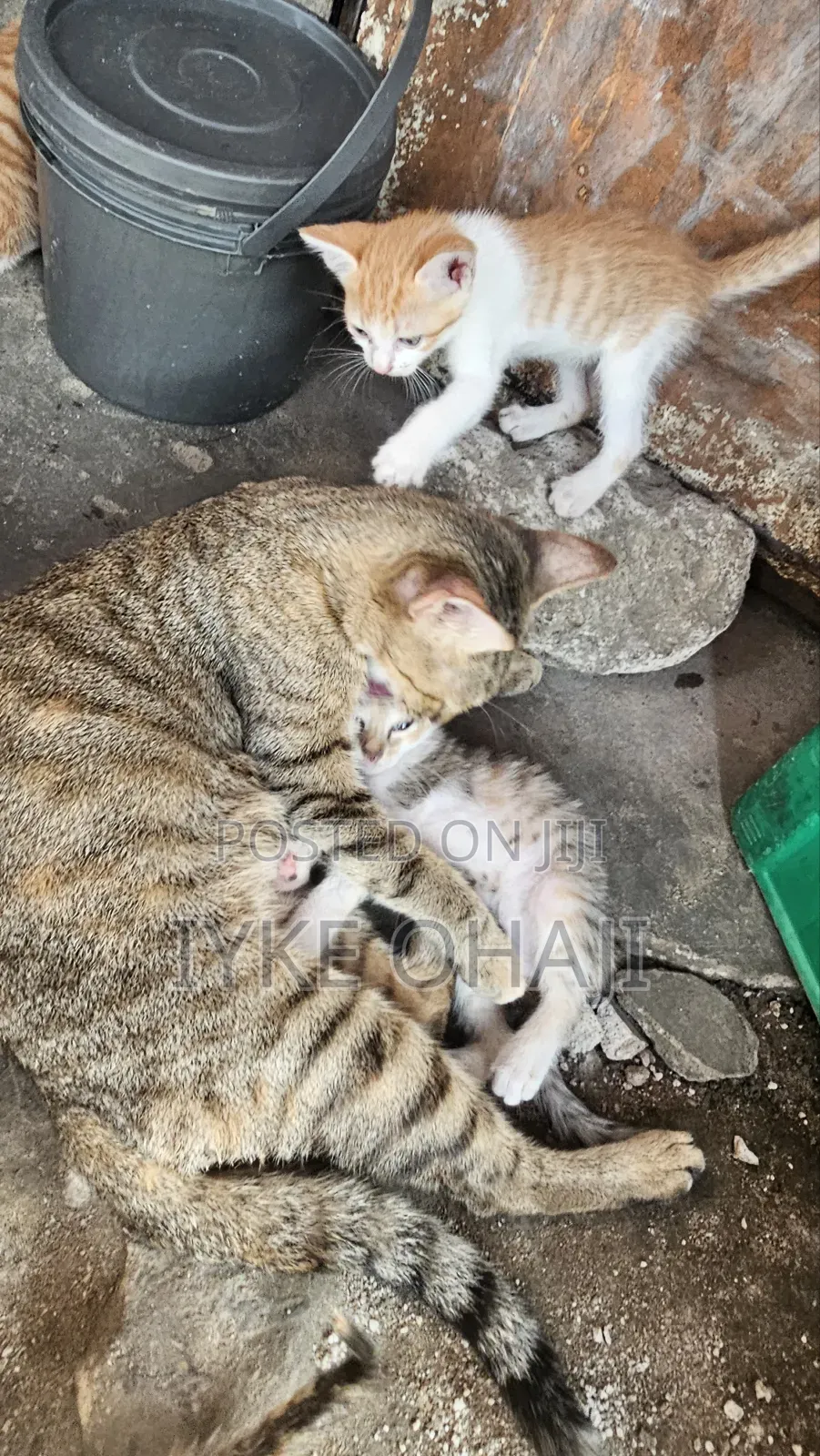 1-3 months Female Purebred American Shorthair
