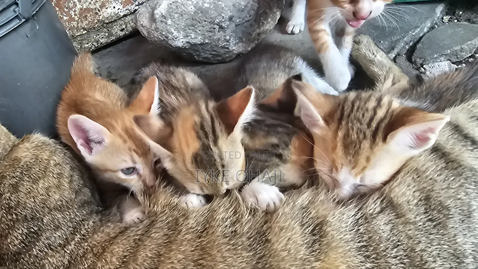 1-3 months Female Purebred American Shorthair