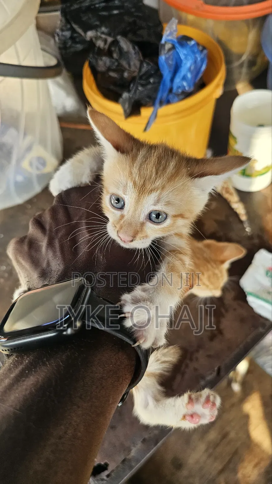 1-3 months Female Purebred American Shorthair