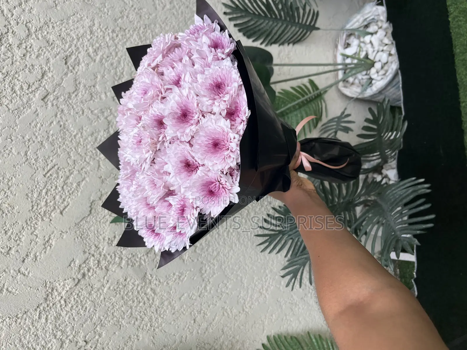 Fresh Chrysanthemum Flowers