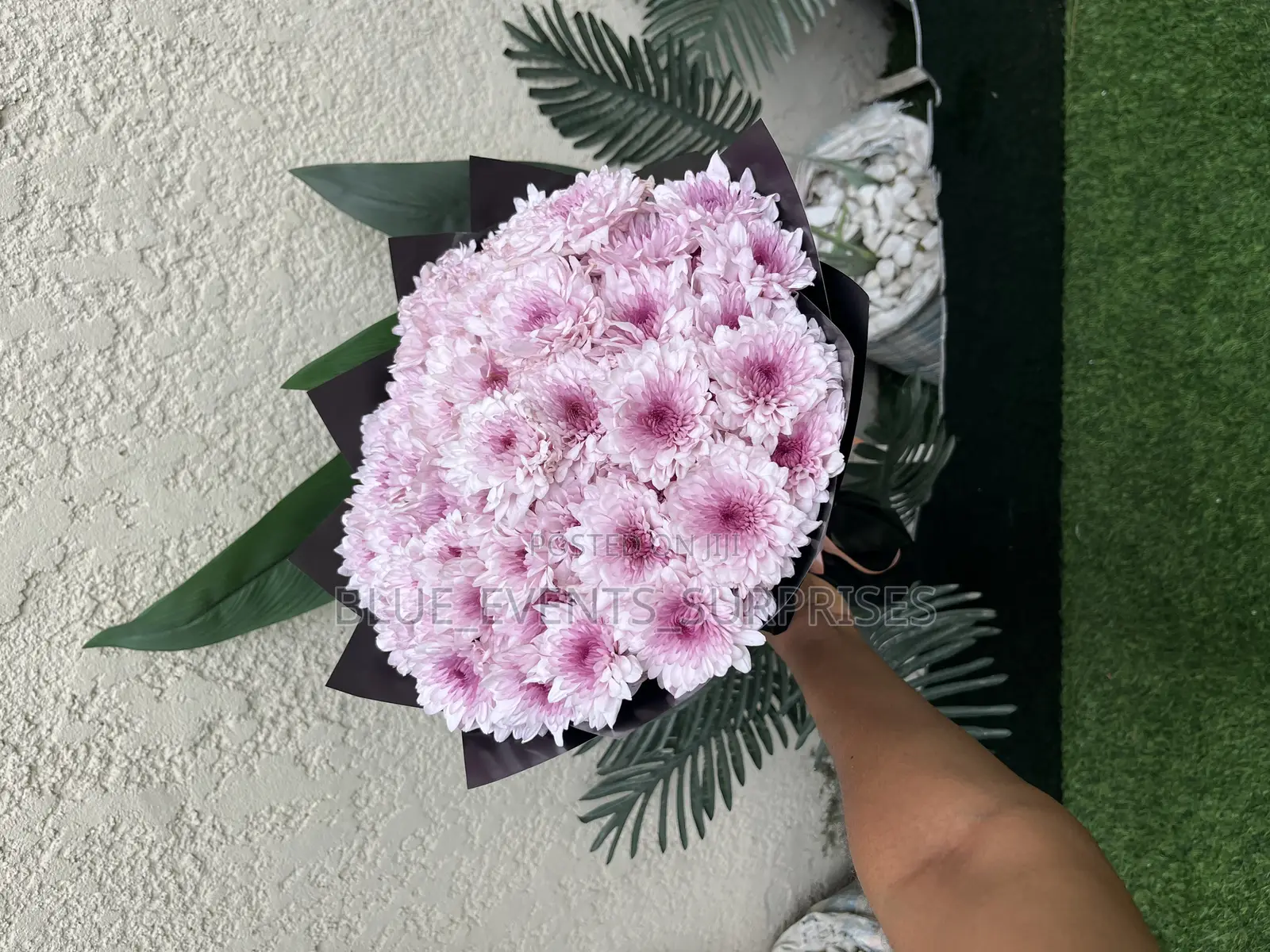 Fresh Chrysanthemum Flowers