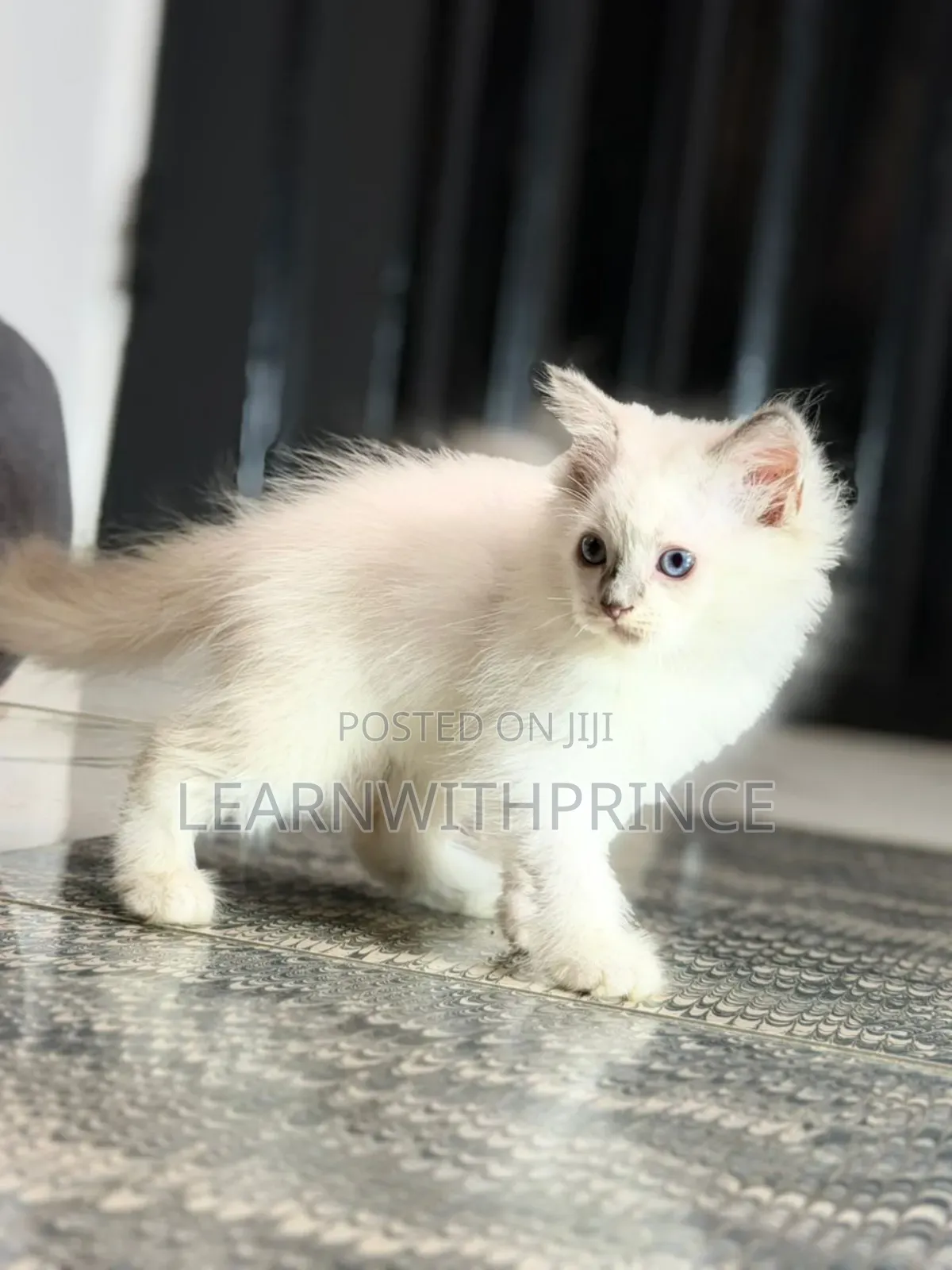 1-3 months Female Purebred Ragdoll