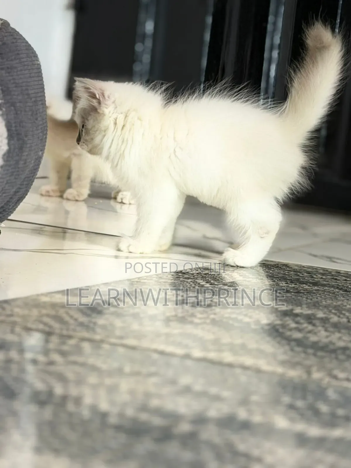 1-3 months Female Purebred Ragdoll
