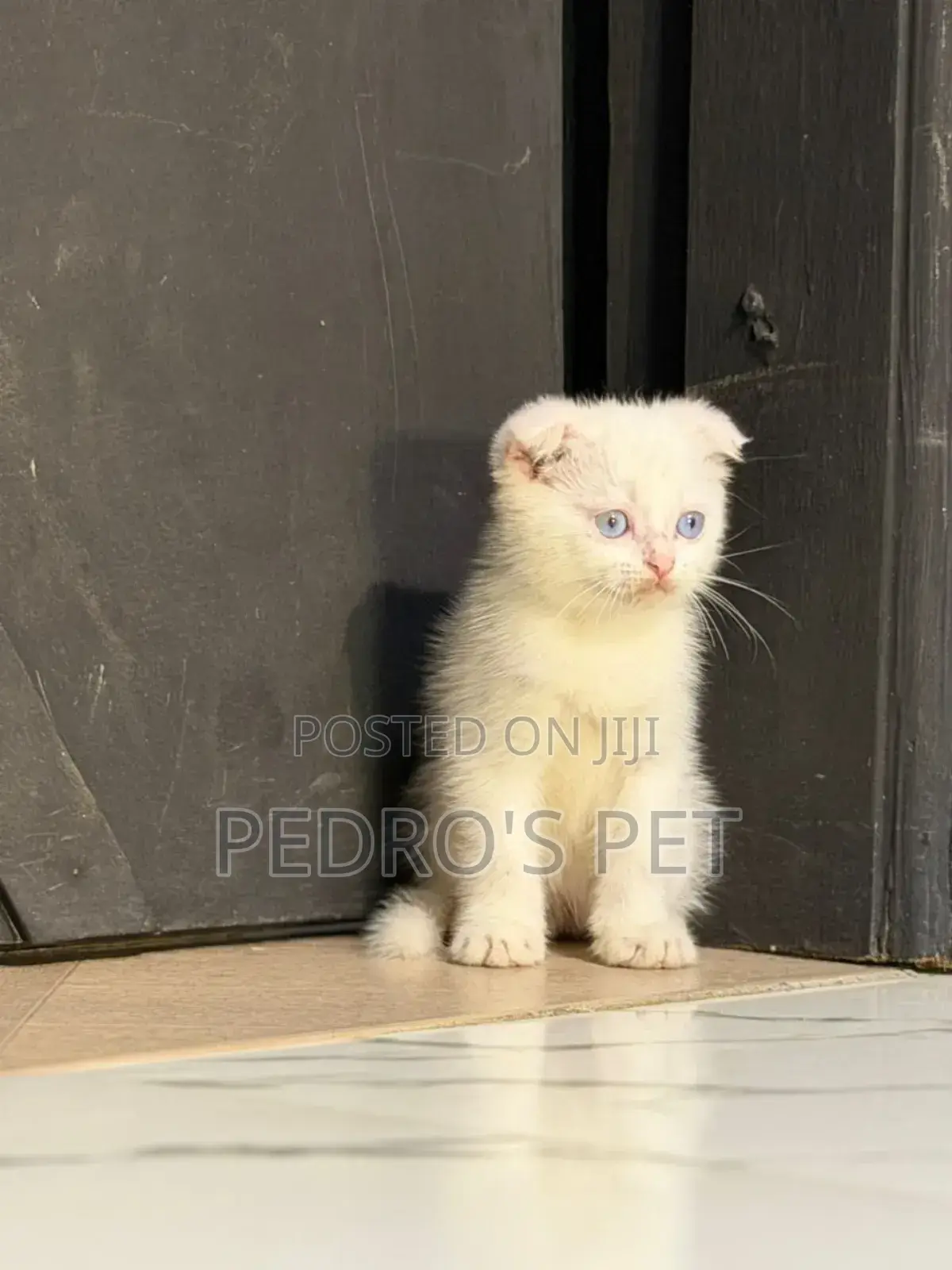 1-3 months Female Purebred Ragdoll