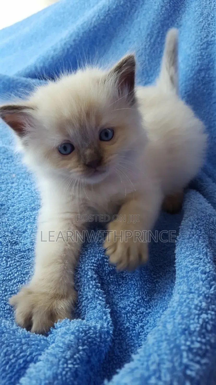 1-3 months Female Purebred Ragdoll