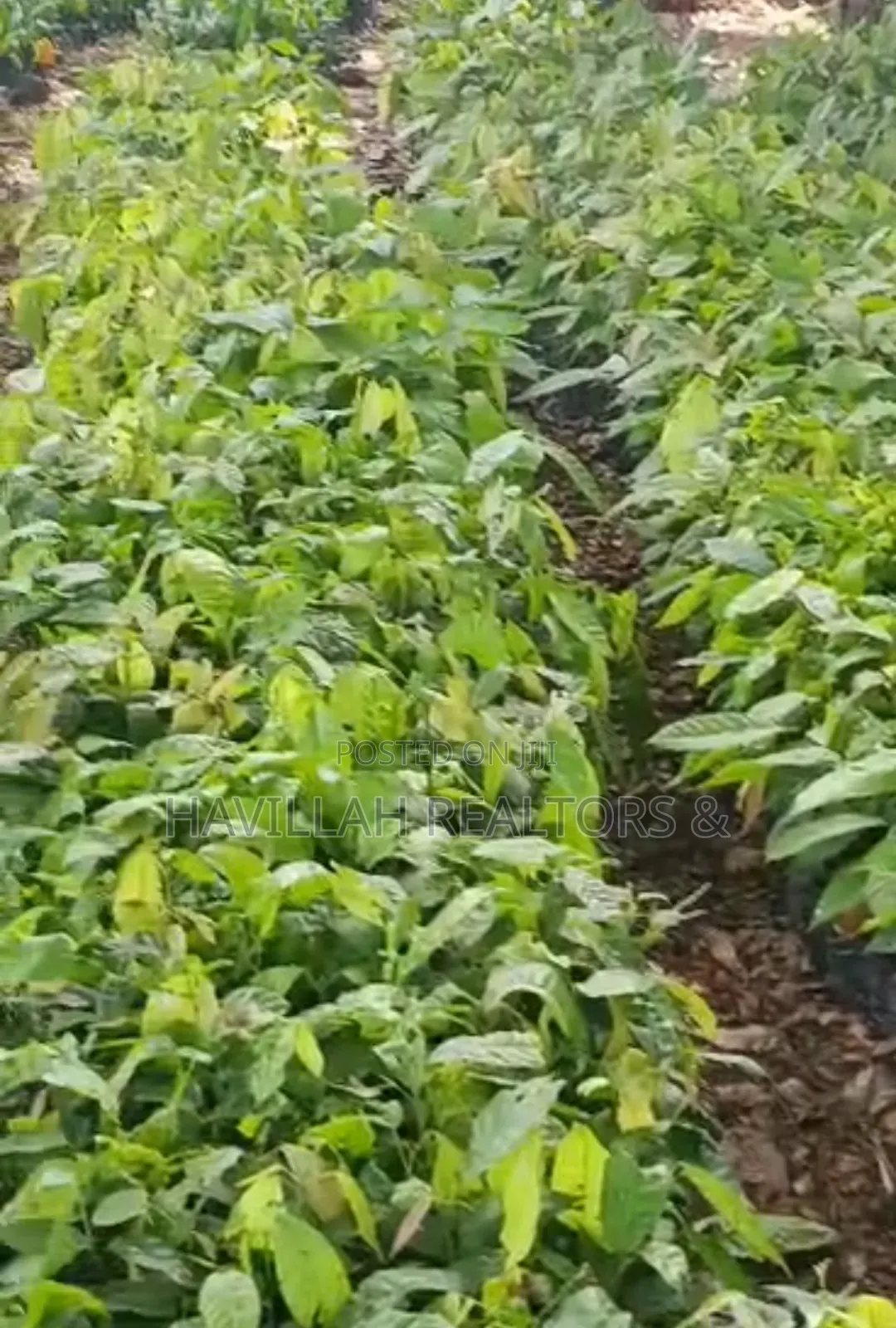 Palm Oil Investment (Owo Epo)