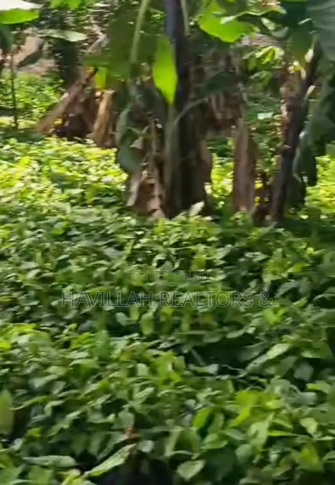 Palm Oil Investment (Owo Epo)