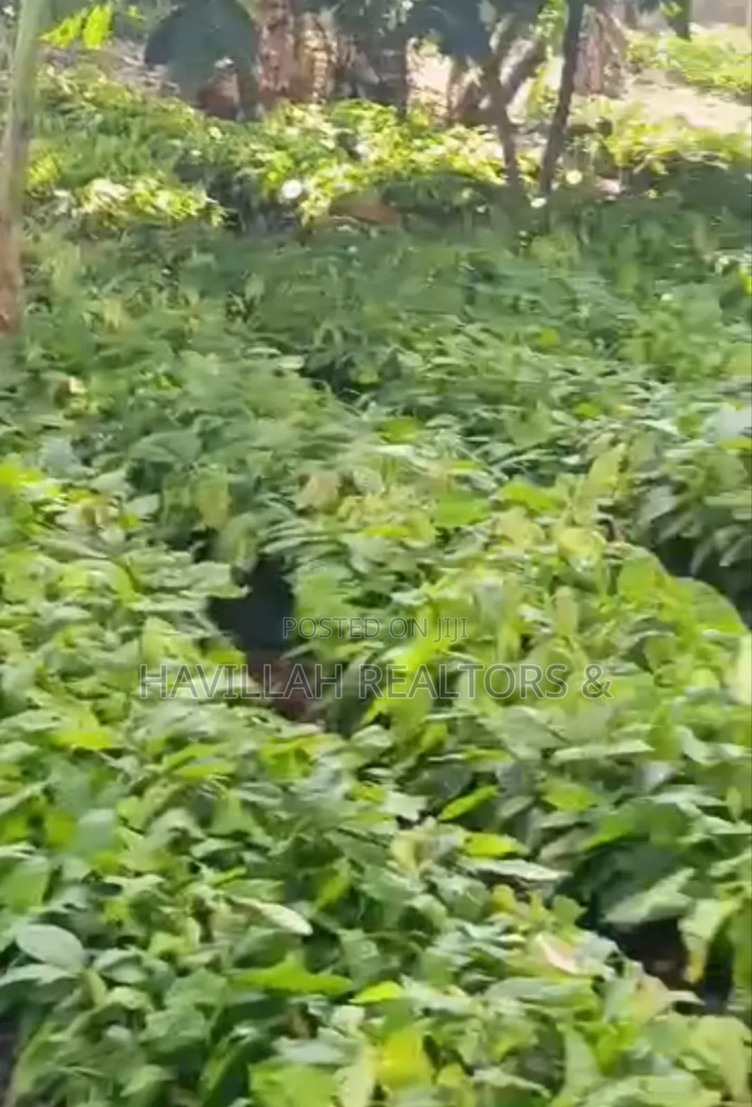 Palm Oil Investment (Owo Epo)