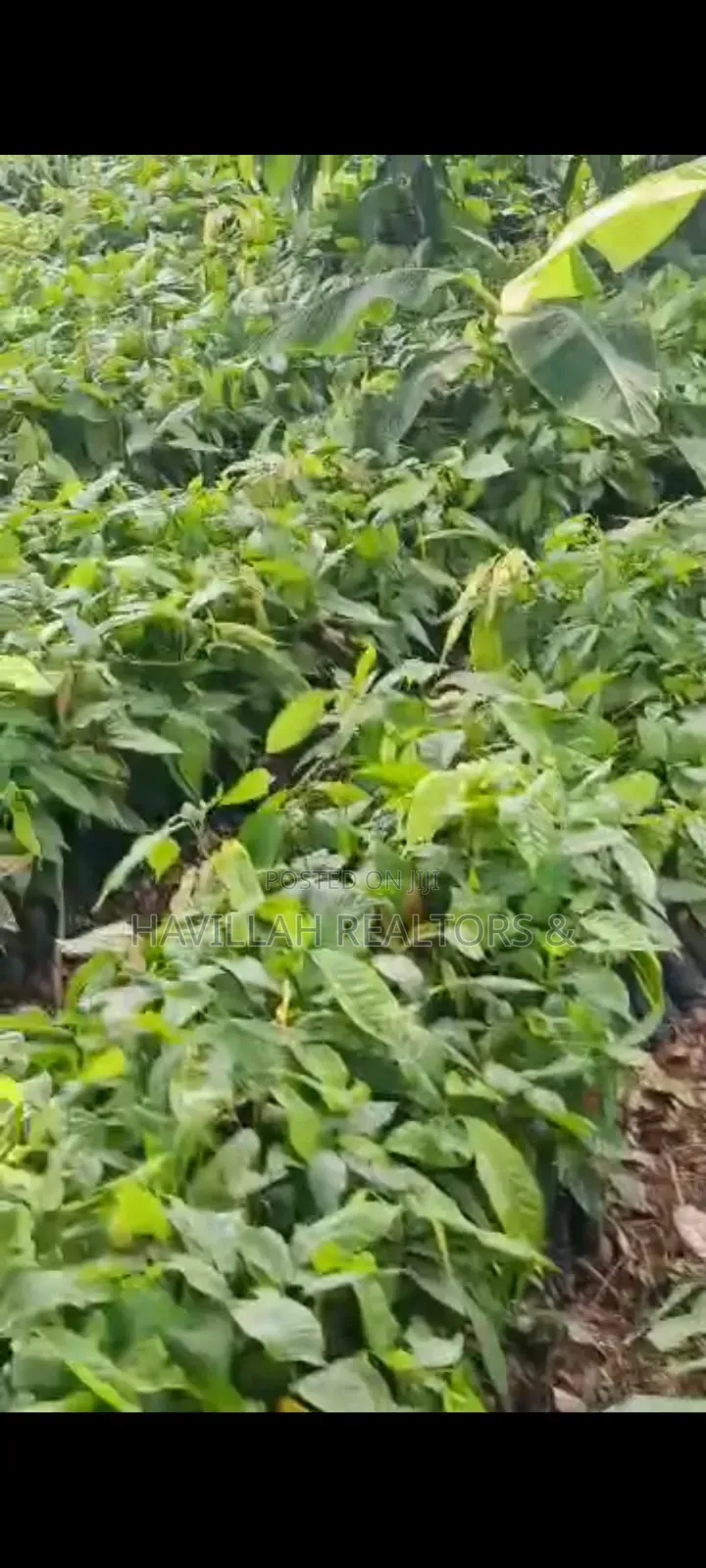 Palm Oil Investment (Owo Epo)