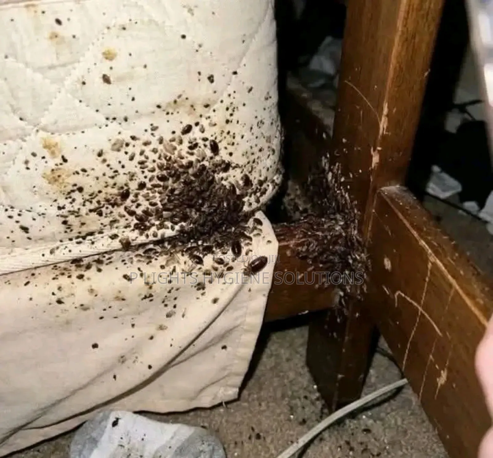 Fumigation Services