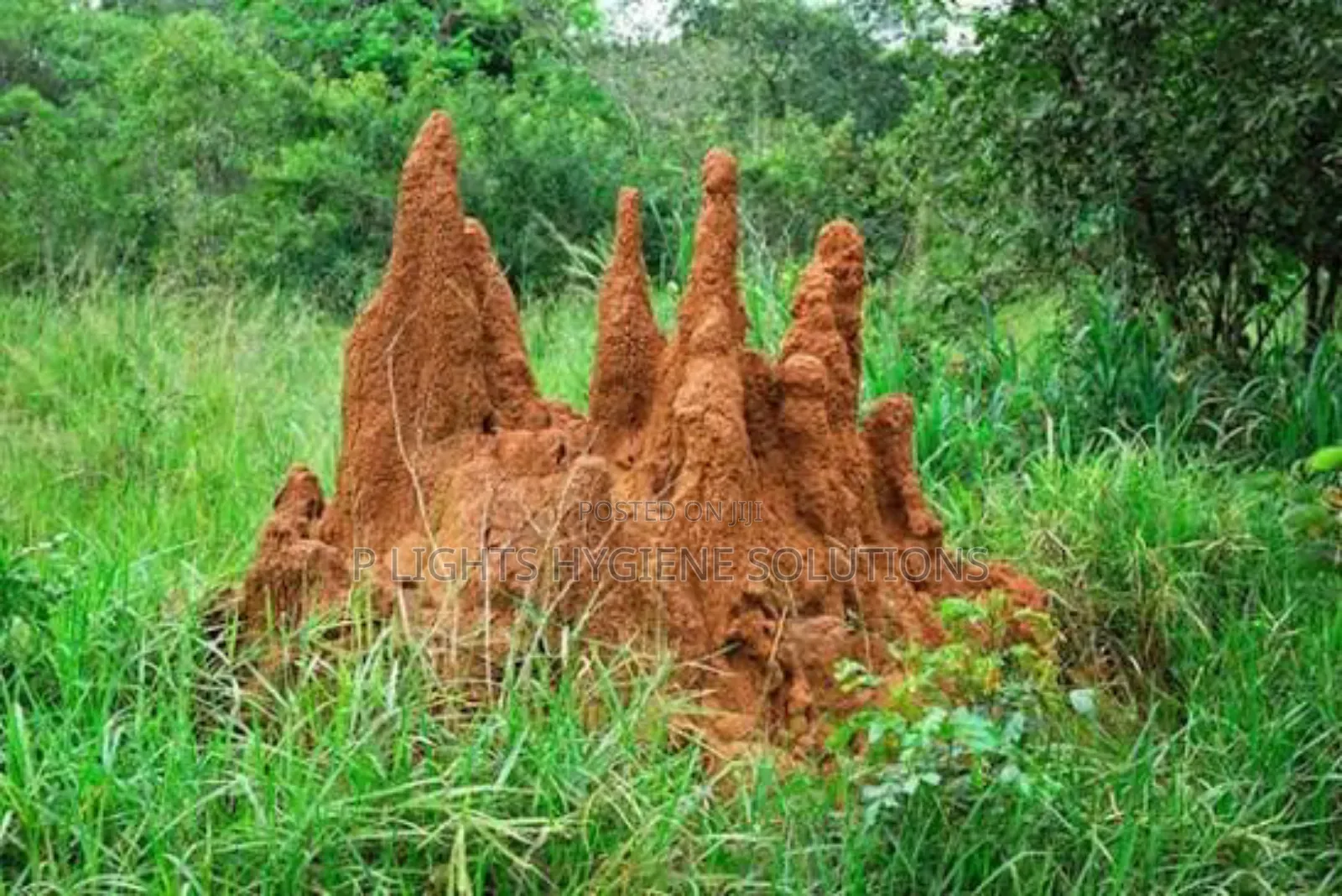 Fumigation Services