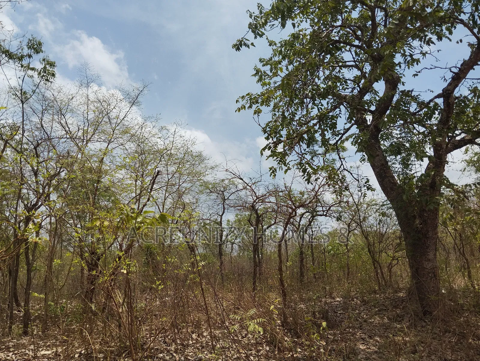 40 Acres Available for Sale at Alesinloye Village, Iseyin , Oyo State