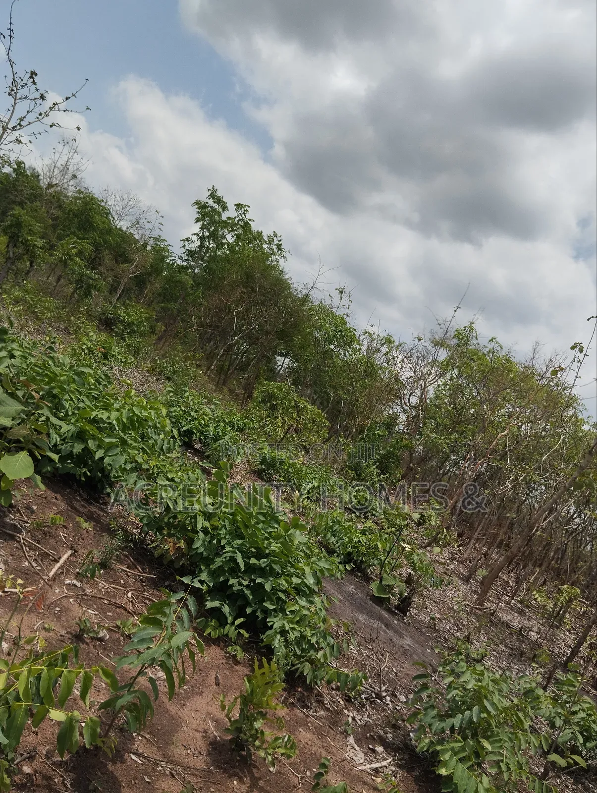 25 Acres of Farmland for Sale, Lakab Bus Stop, Iseyin Ibadan Oyo State