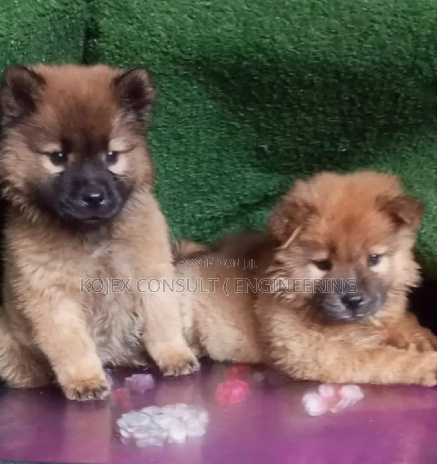 1-3 months Female Purebred Chow Chow