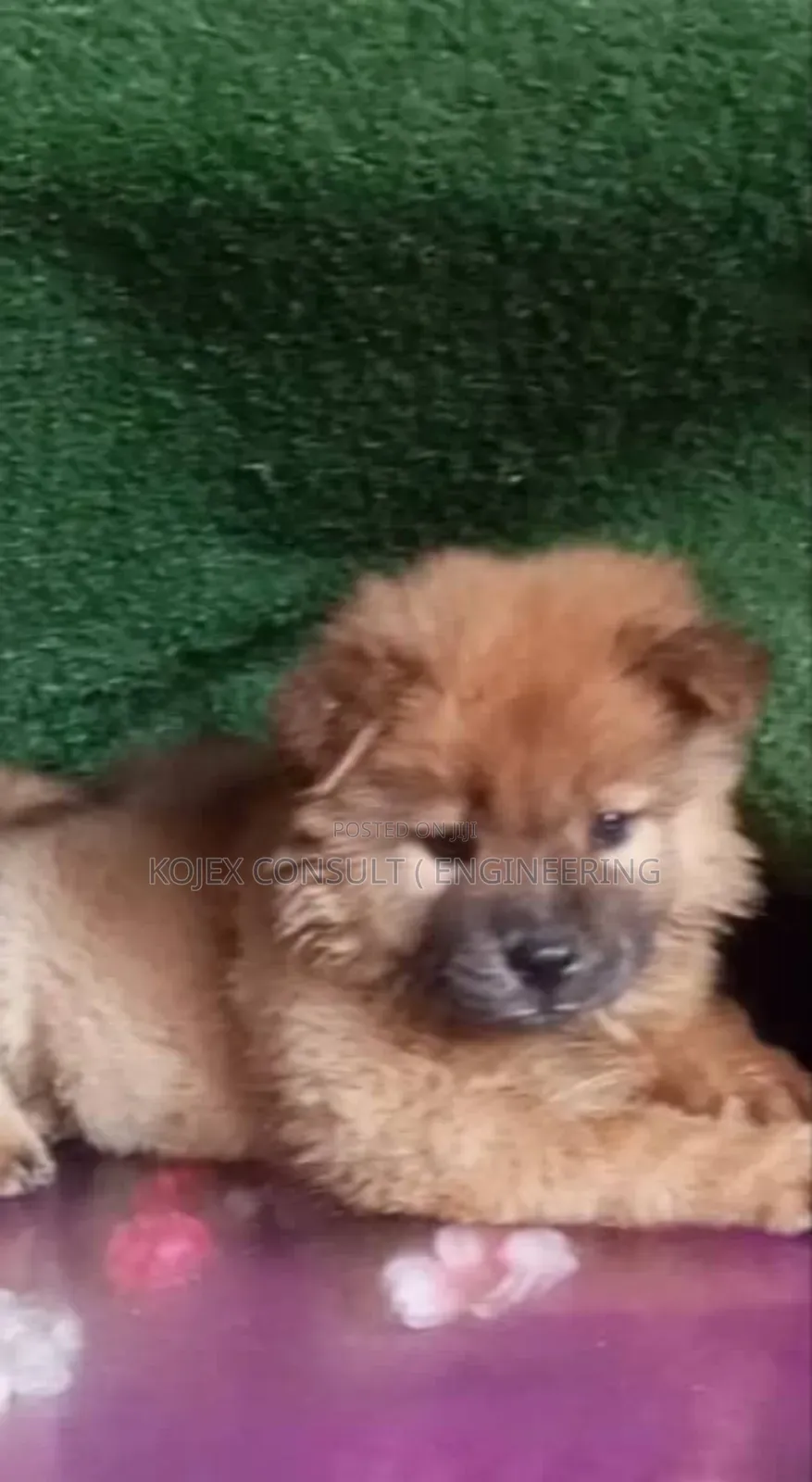 1-3 months Female Purebred Chow Chow